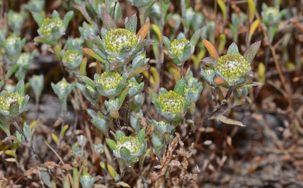 Angianthus preissianus (hero image)