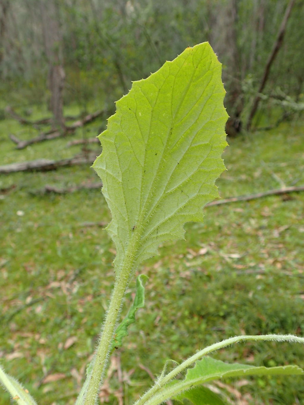 Cymbonotus preissianus (hero image)