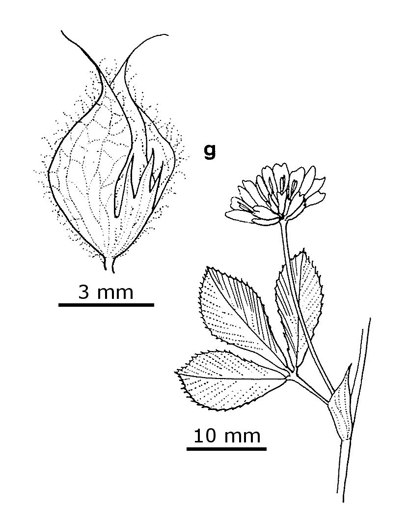 Trifolium resupinatum var. majus (hero image)