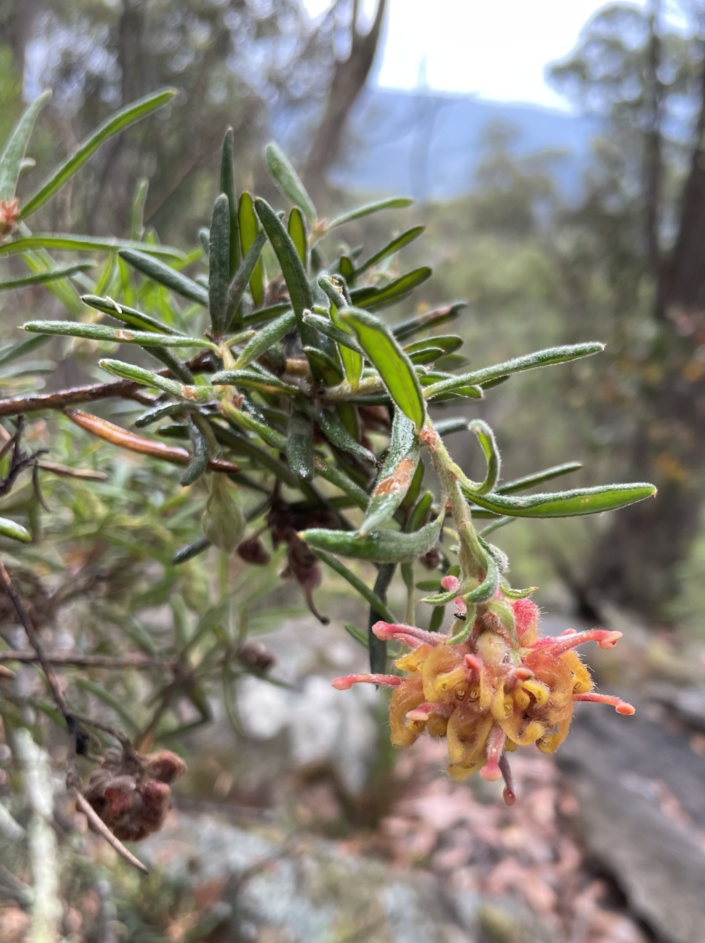 Grevillea polybractea (hero image)