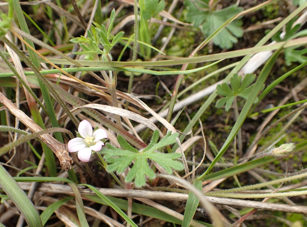 Geranium sp. 3 (hero image)