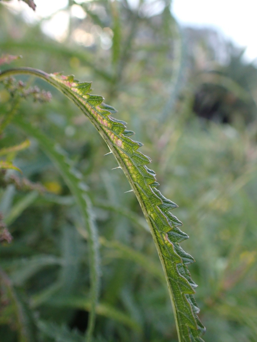 Urtica incisa (hero image)