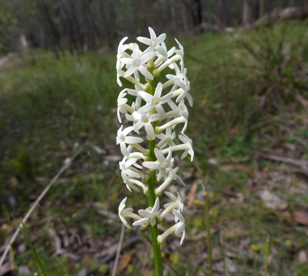 Stackhousia monogyna (hero image)