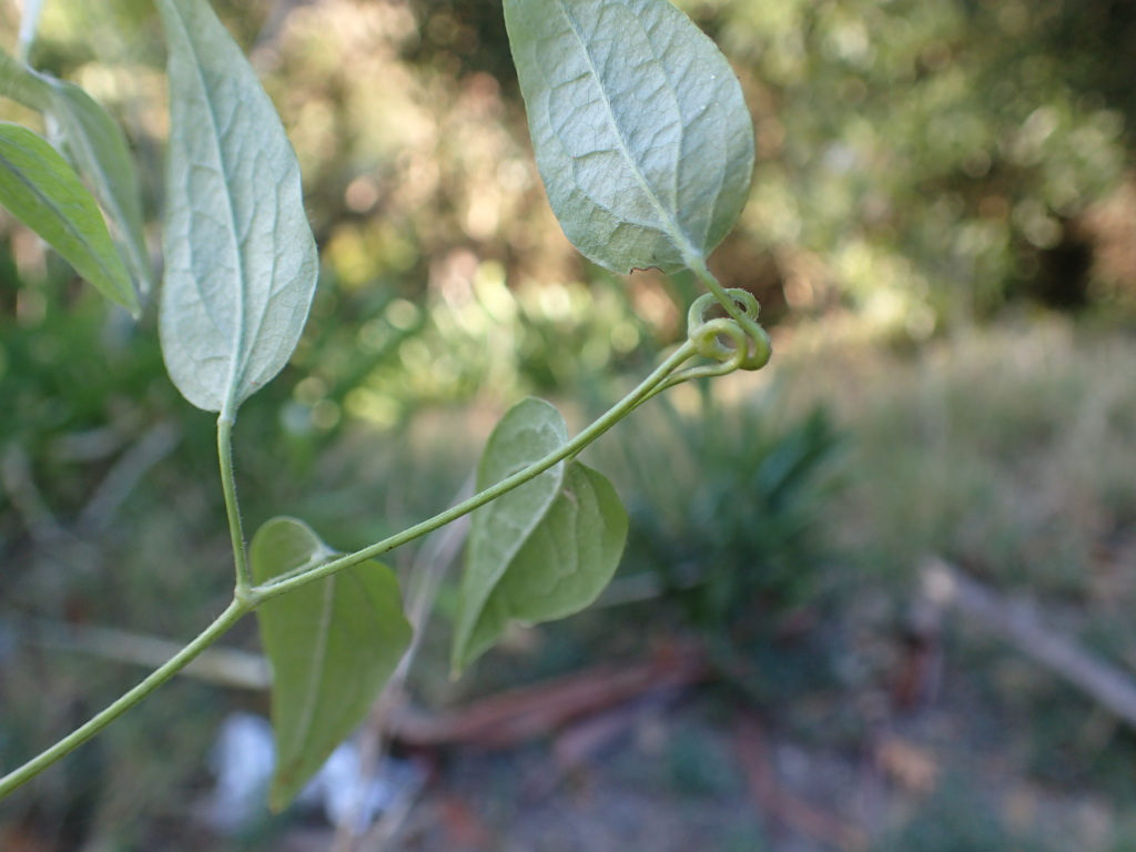 Clematis vitalba (hero image)