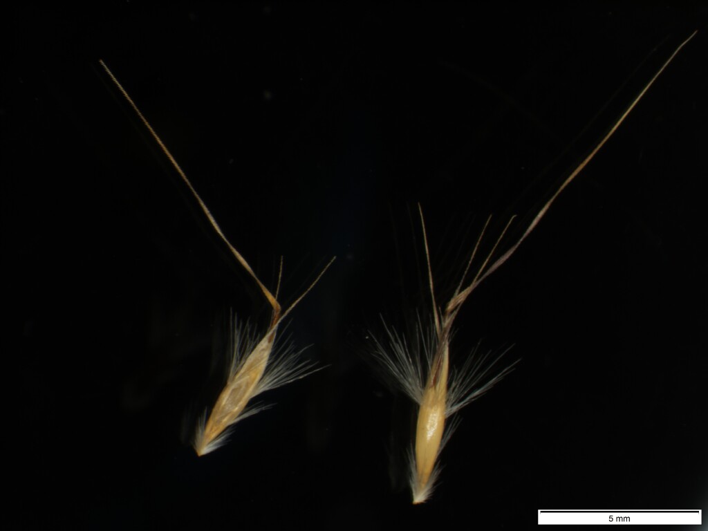 Rytidosperma laeve (hero image)