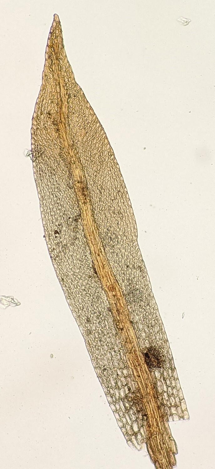 Codonoblepharon minutus (hero image)