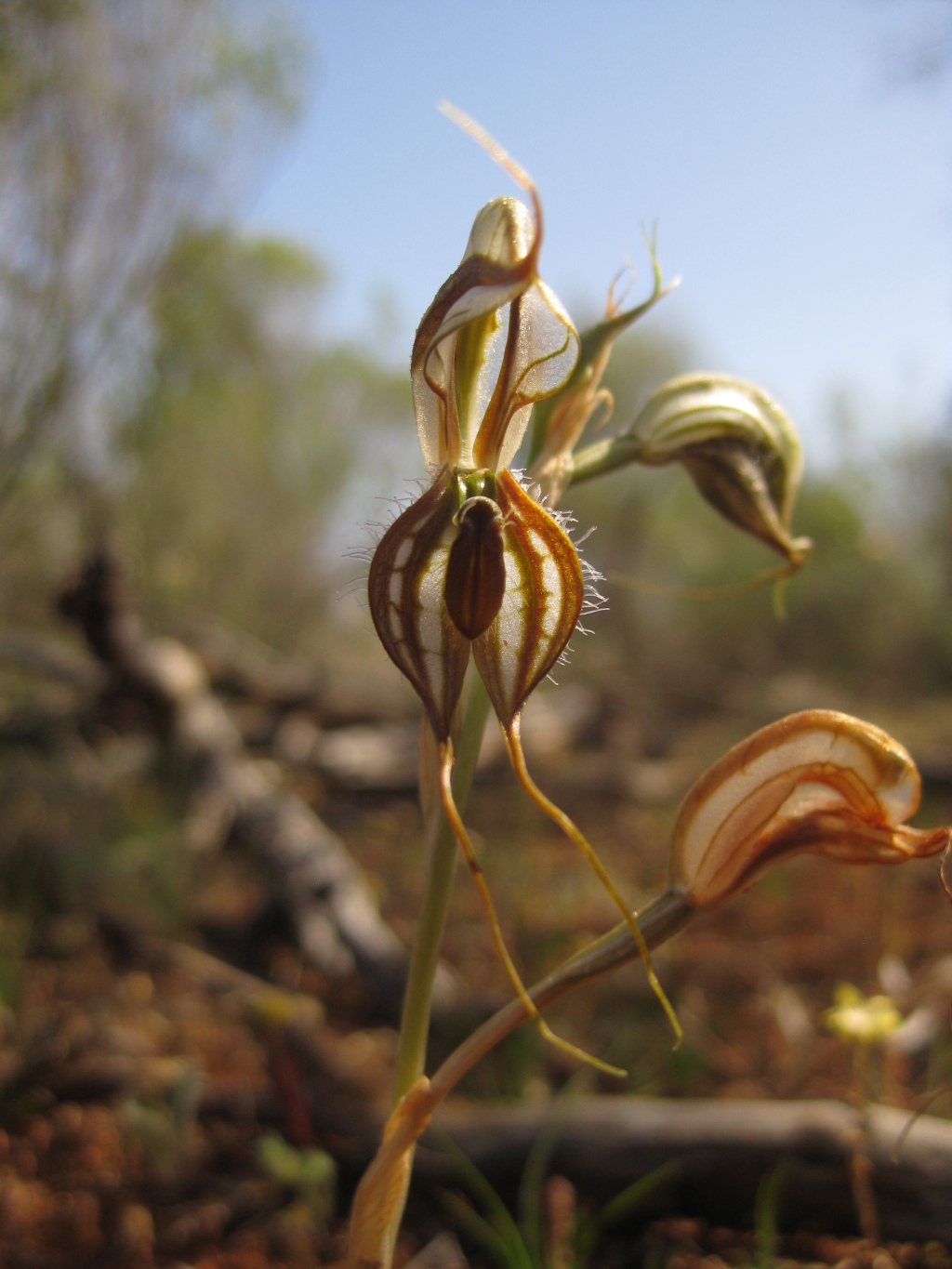 Pterostylis lingua (hero image)