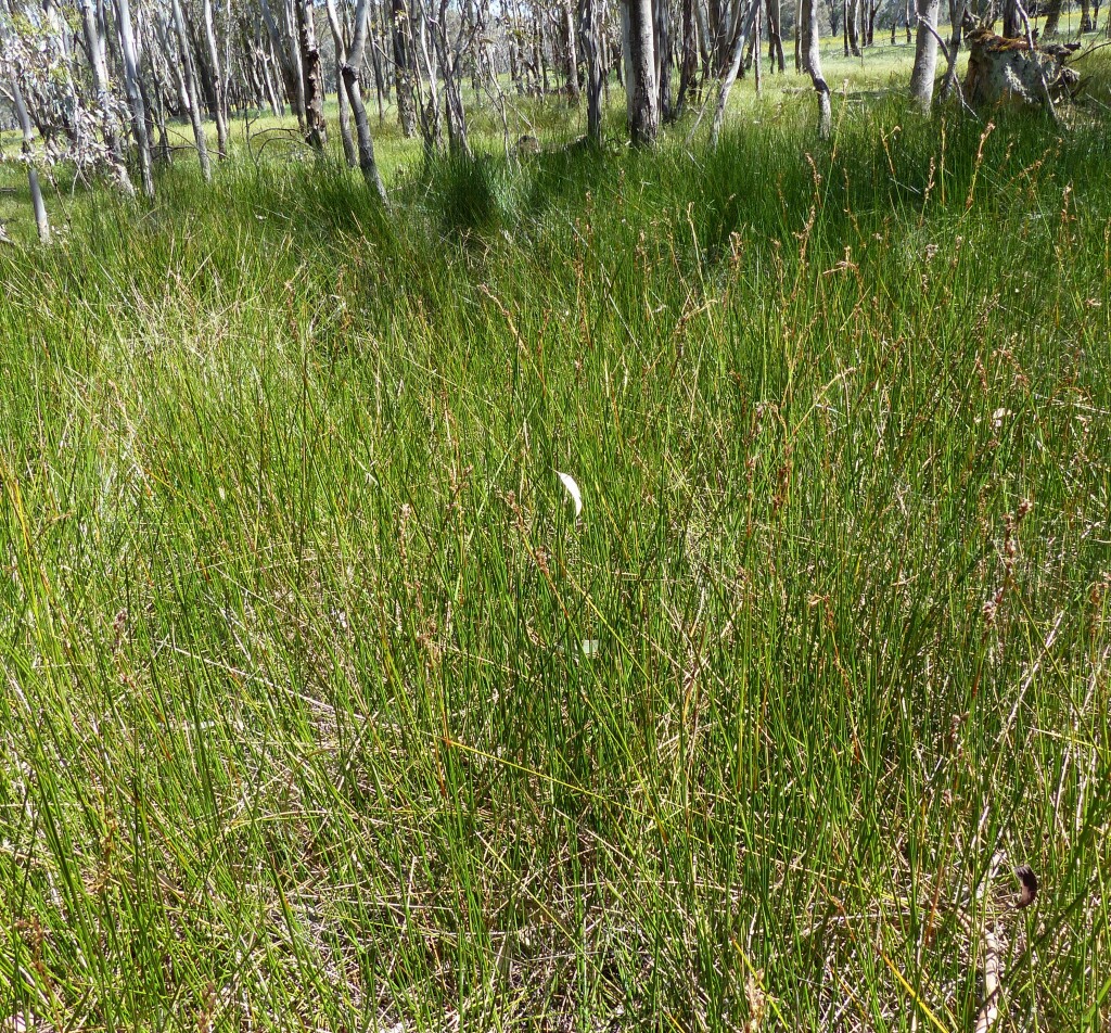 Machaerina rubiginosa (hero image)