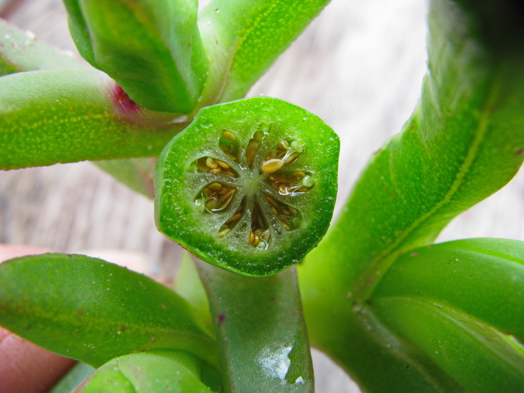 Carpobrotus modestus (hero image)