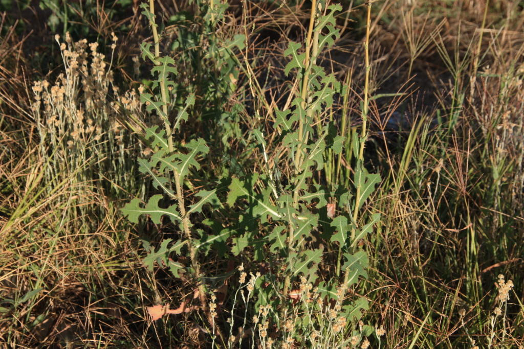 Lactuca serriola f. serriola (hero image)