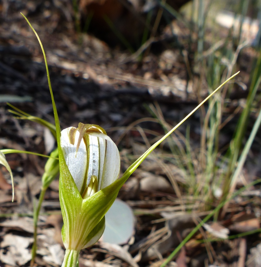 Pterostylis ampliata (hero image)