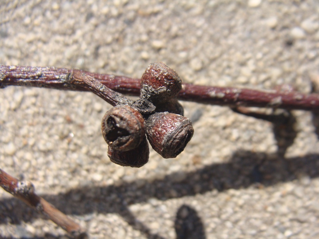 Eucalyptus ignorabilis (hero image)