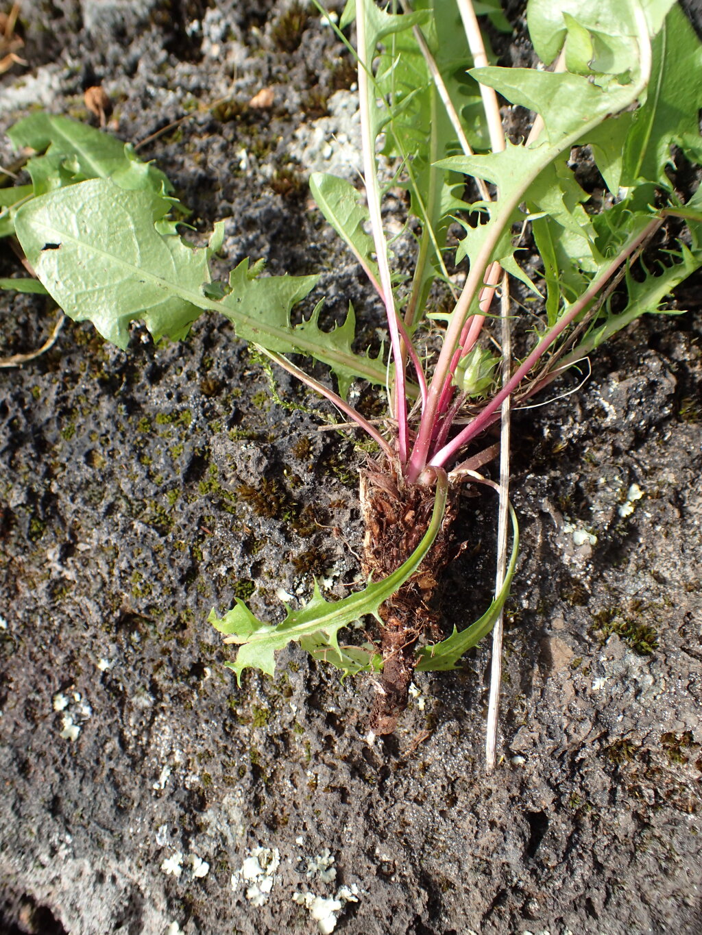 Taraxacum hepaticolor (hero image)