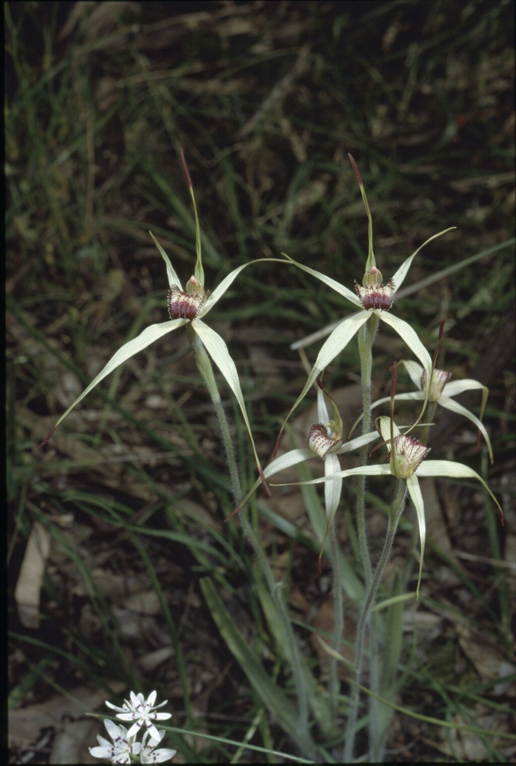 Caladenia valida (hero image)