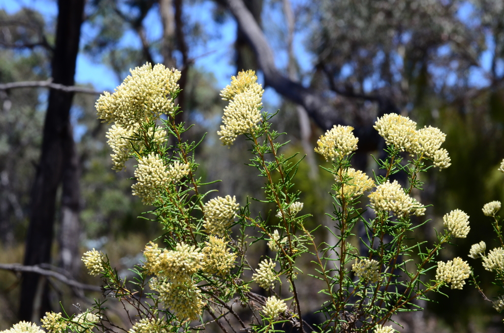 Cassinia (hero image)