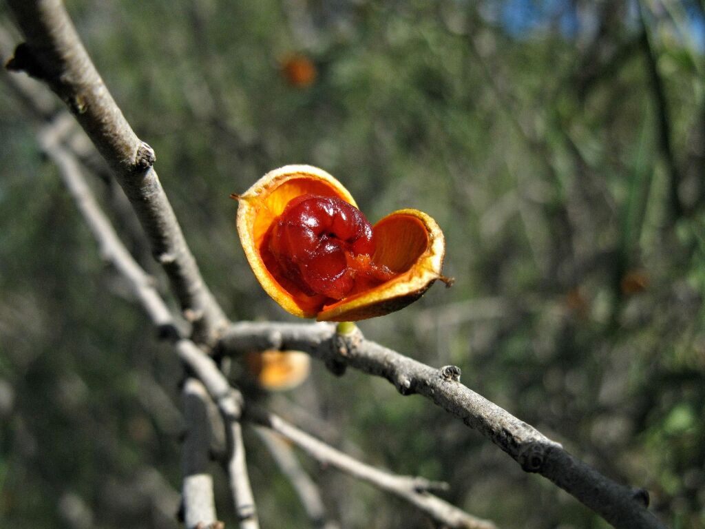 Pittosporum angustifolium (hero image)