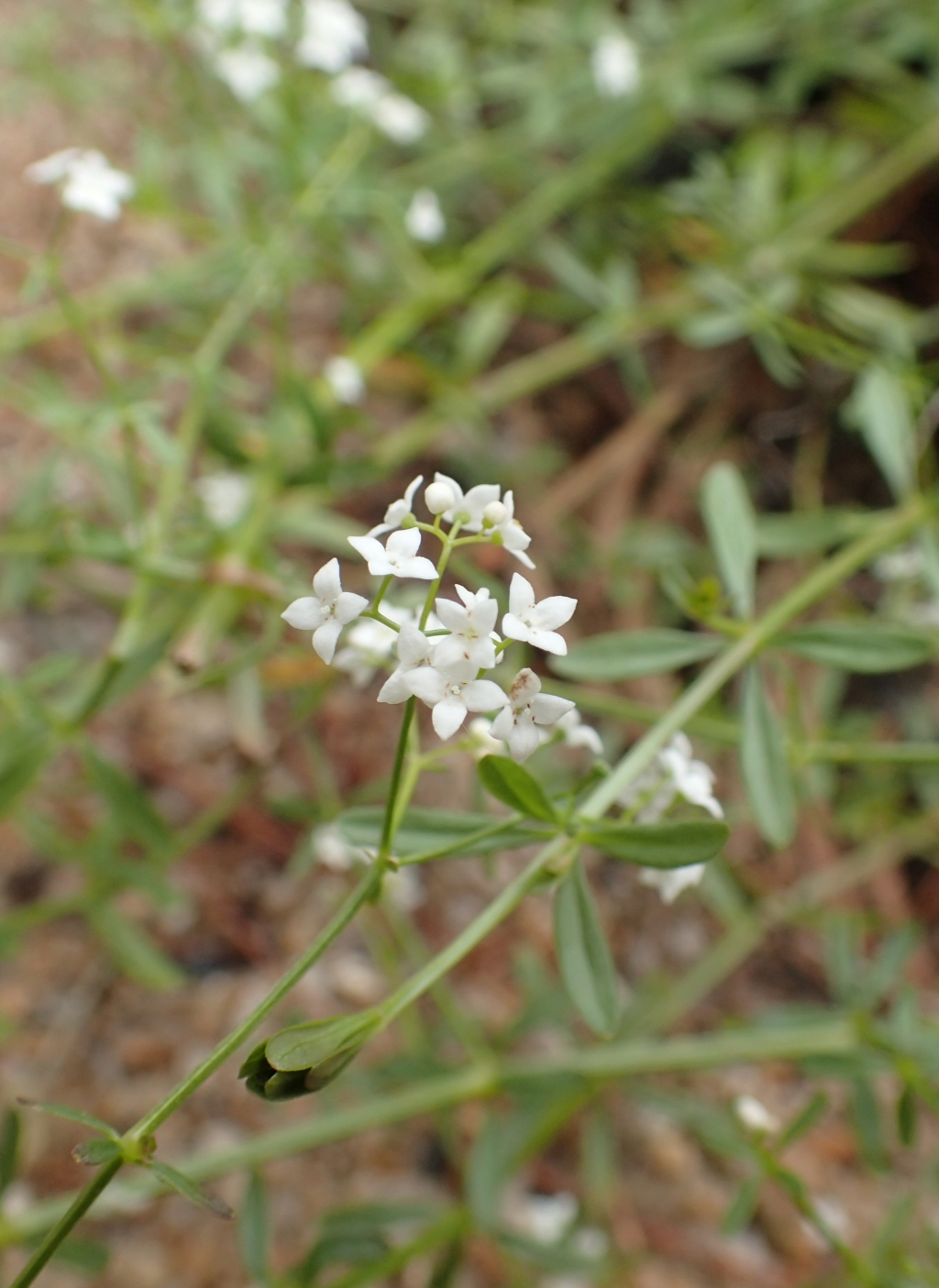 Galium palustre (hero image)