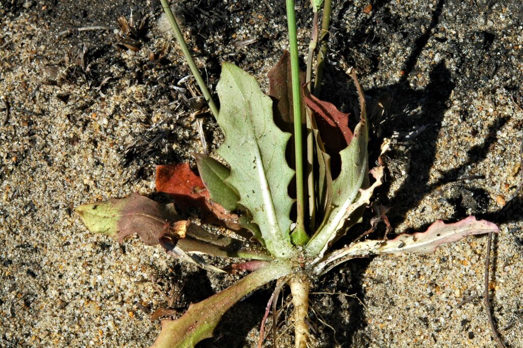 Hypochaeris glabra (hero image)