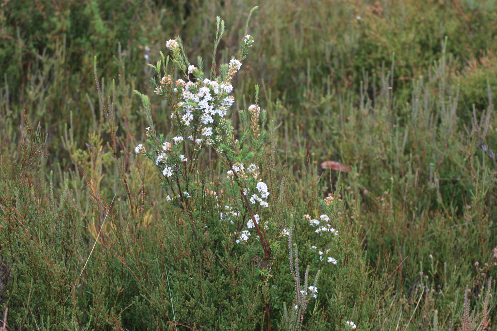 Epacris paludosa (hero image)