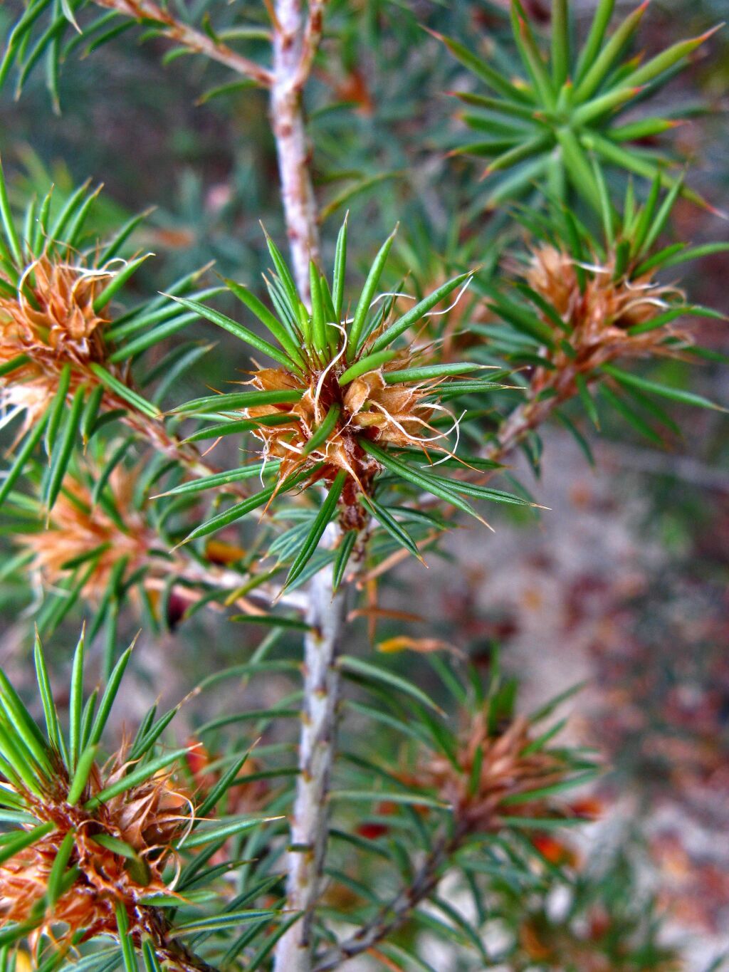 Pultenaea acerosa (hero image)