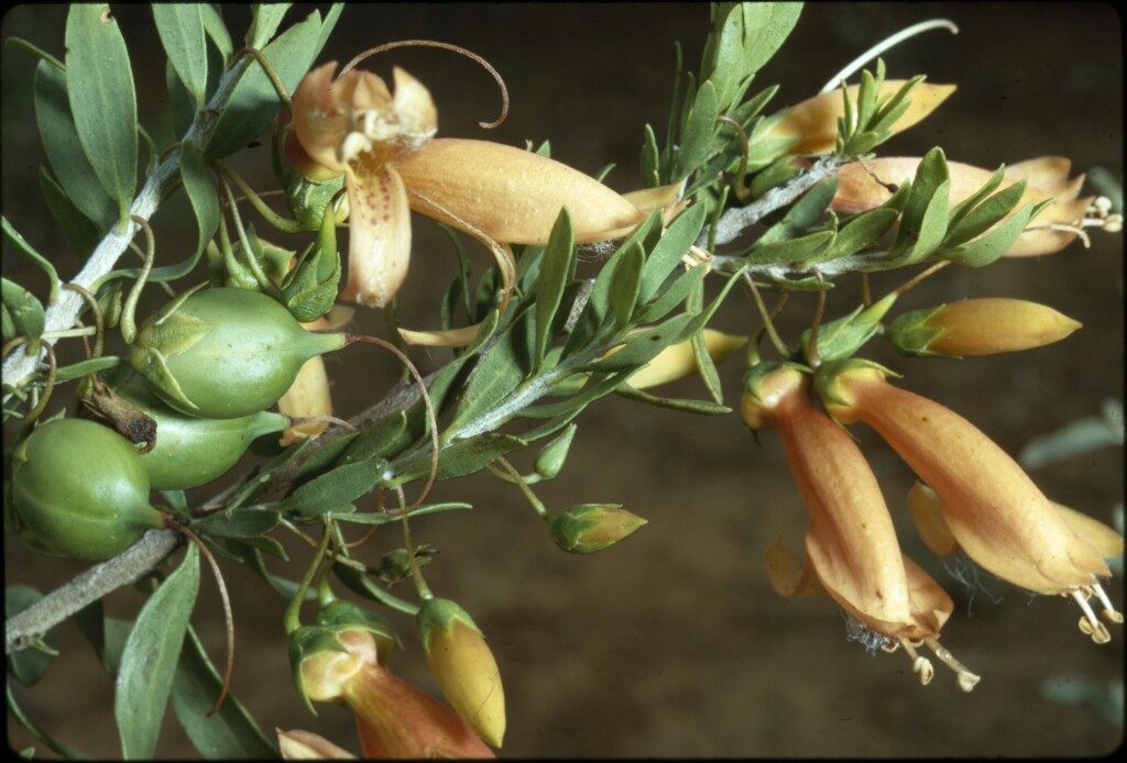 Eremophila (hero image)