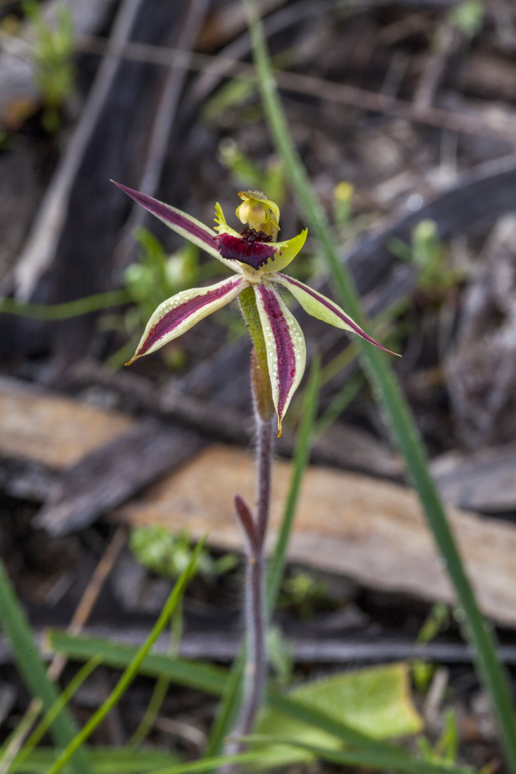 Caladenia toxochila (hero image)