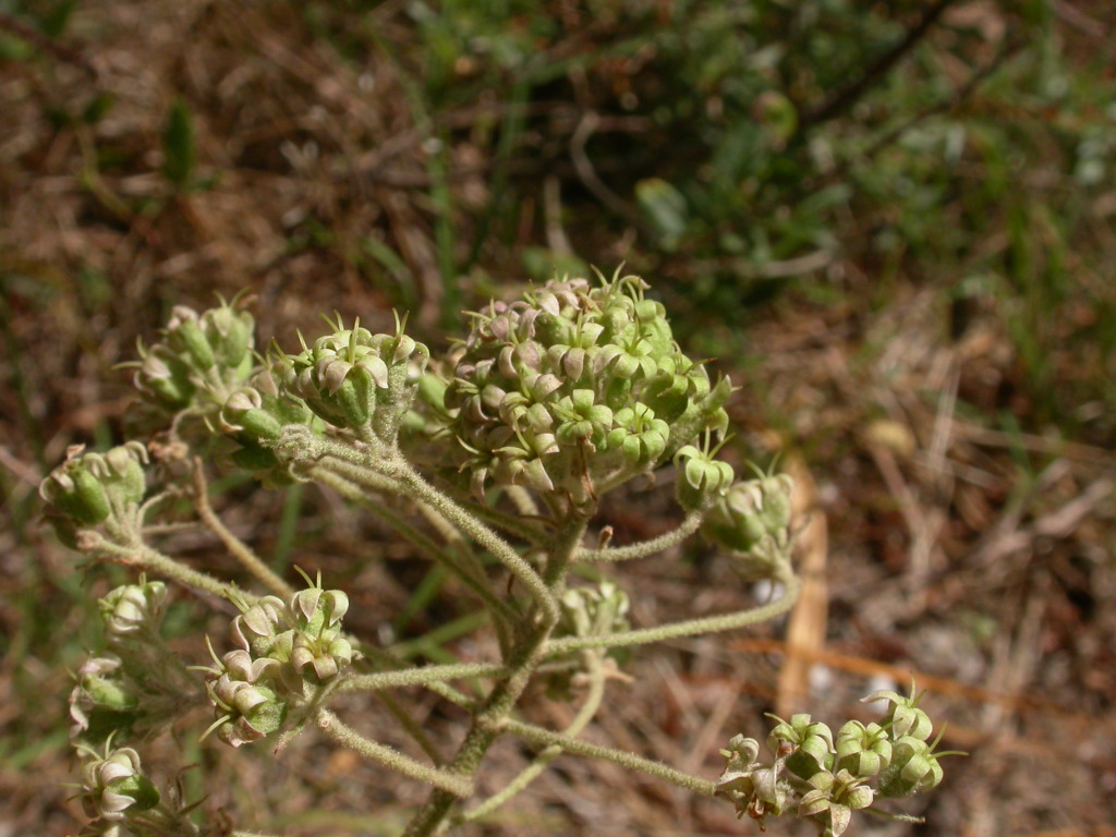 Astrotricha parvifolia (hero image)