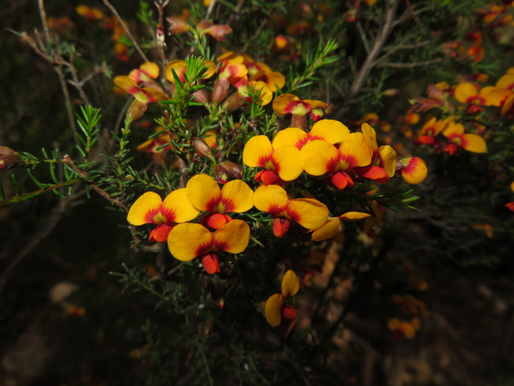 Dillwynia phylicoides (hero image)
