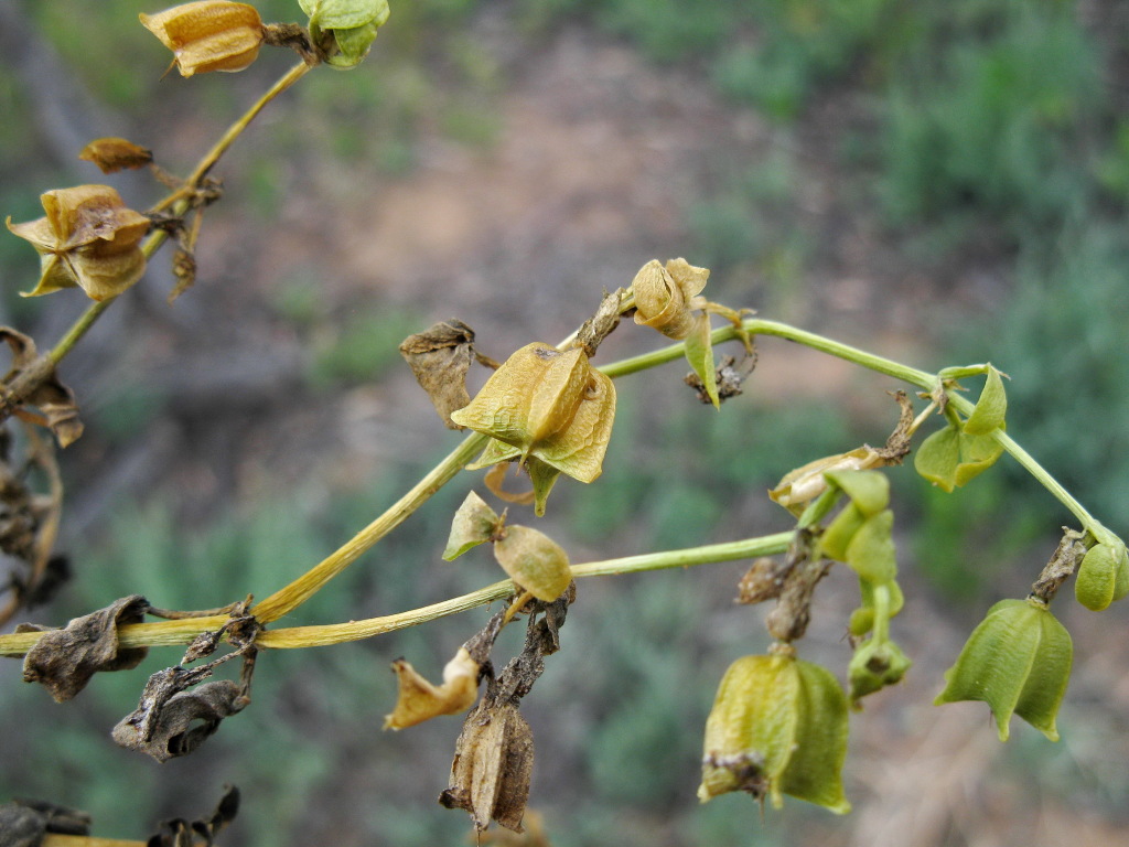 Roepera apiculata (hero image)