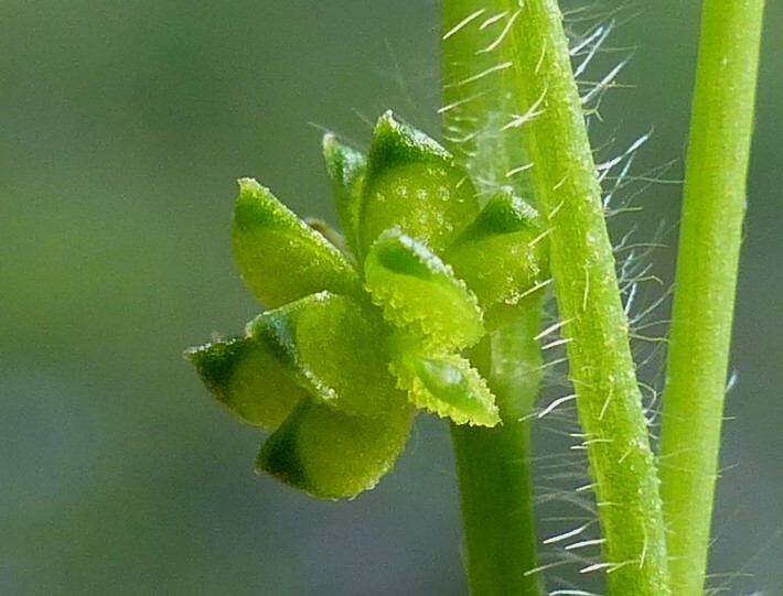 Ranunculus sessiliflorus (hero image)