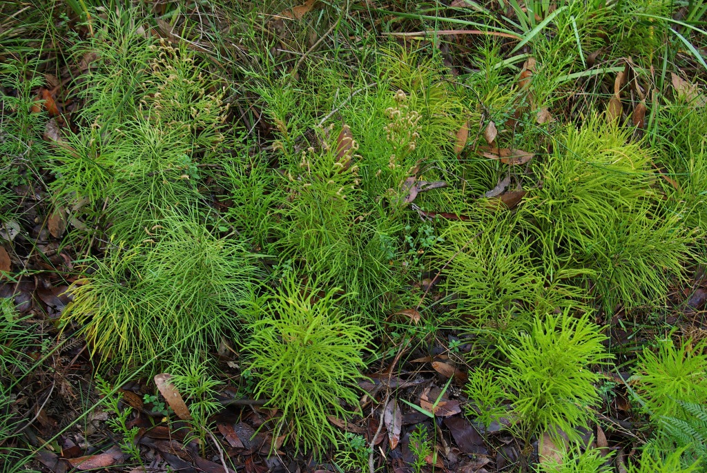 Lycopodium deuterodensum (hero image)