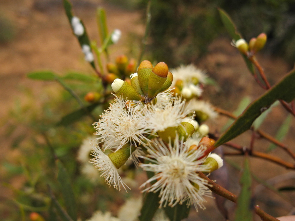 Eucalyptus porosa (hero image)