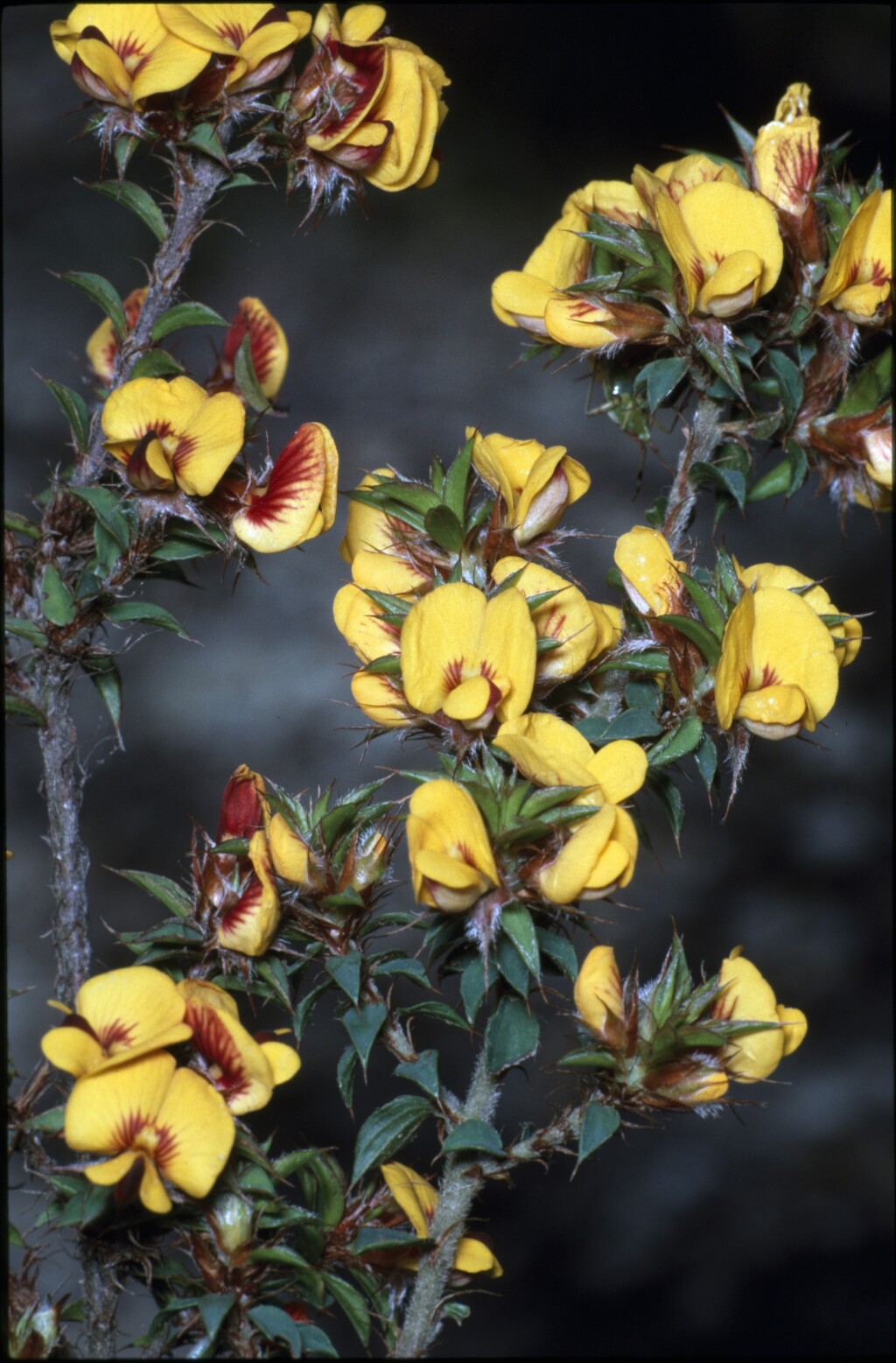 Pultenaea (hero image)