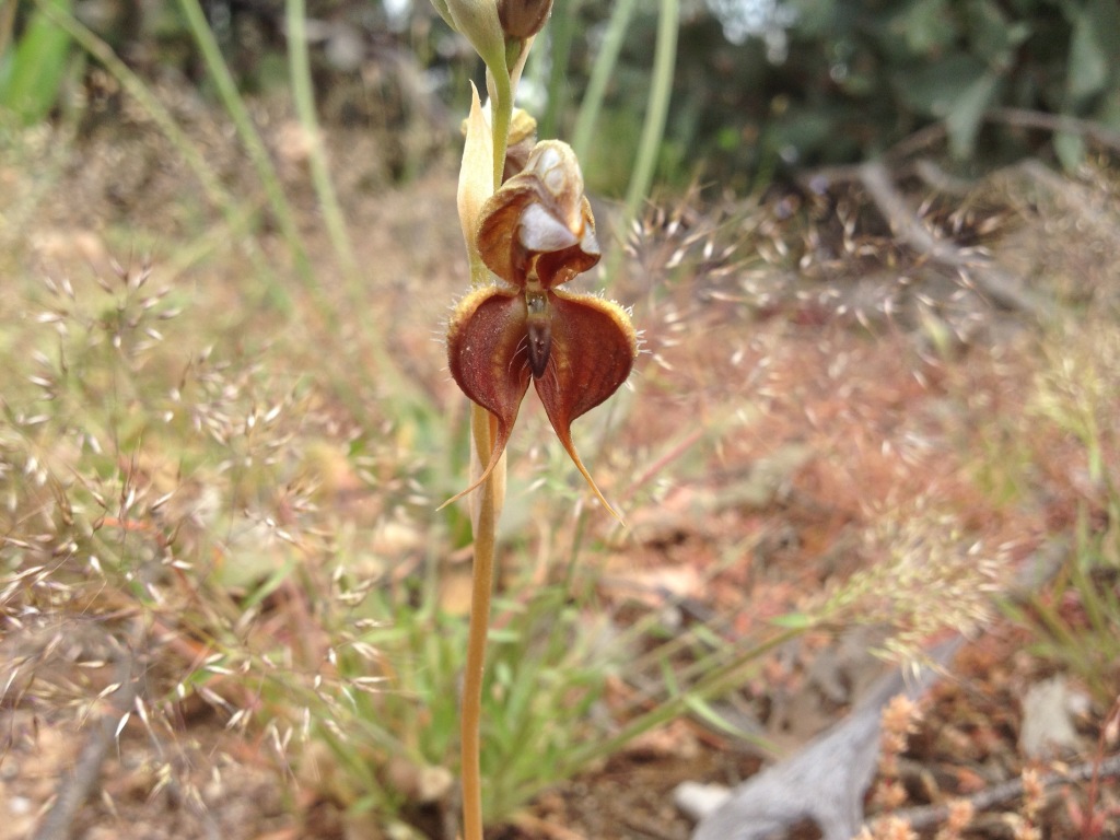 Pterostylis boormanii (hero image)