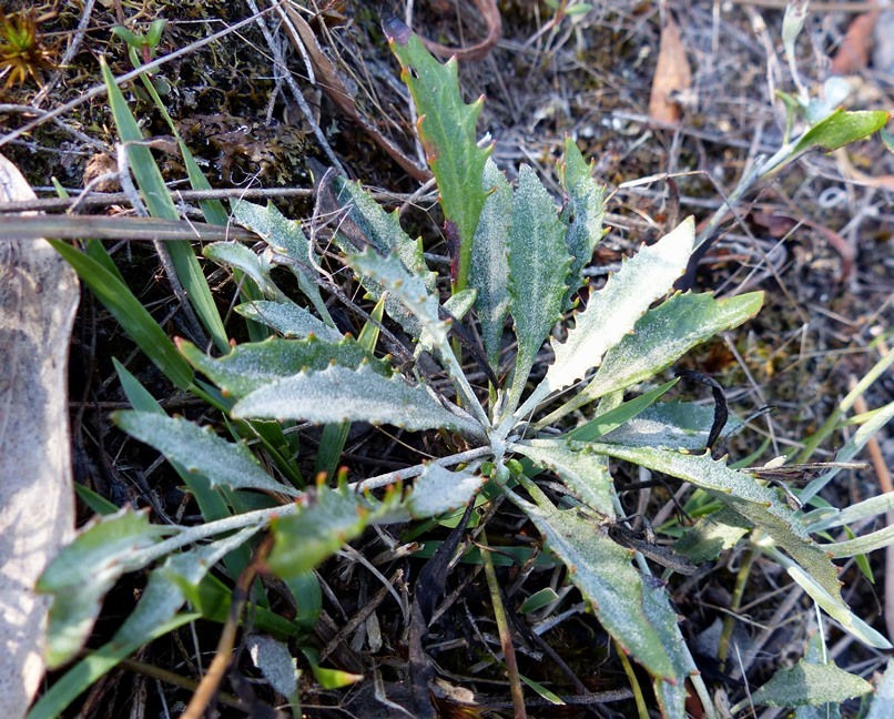 Goodenia hederacea (hero image)