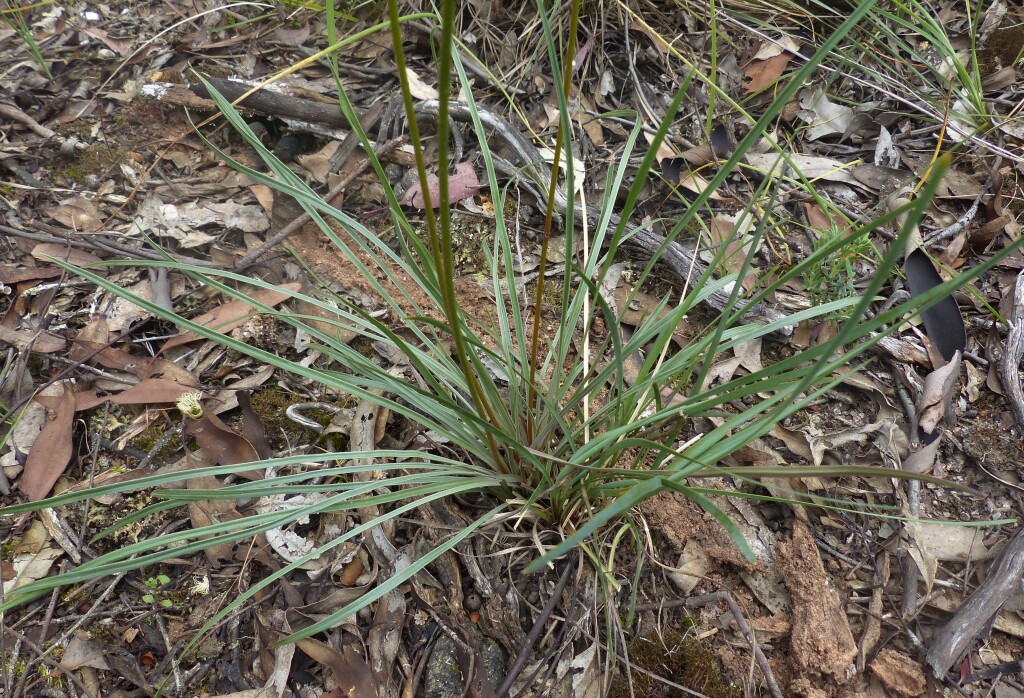 Stylidium graminifolium (hero image)