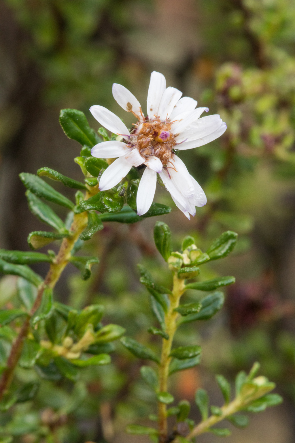 Olearia iodochroa (hero image)