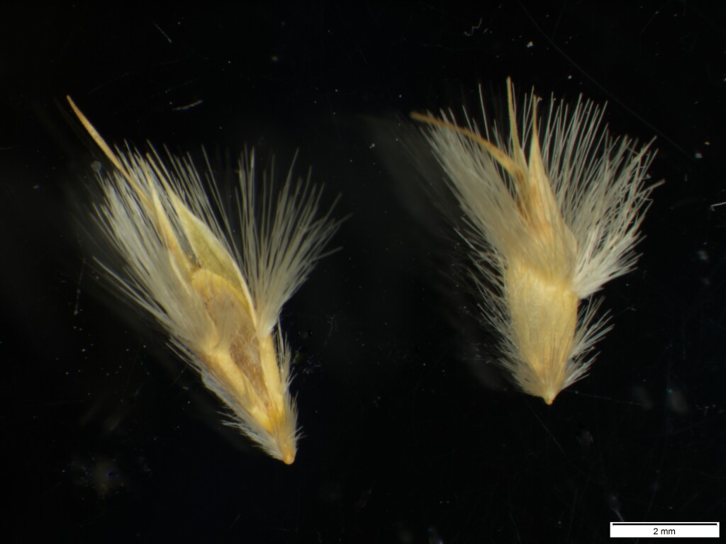Rytidosperma carphoides (hero image)