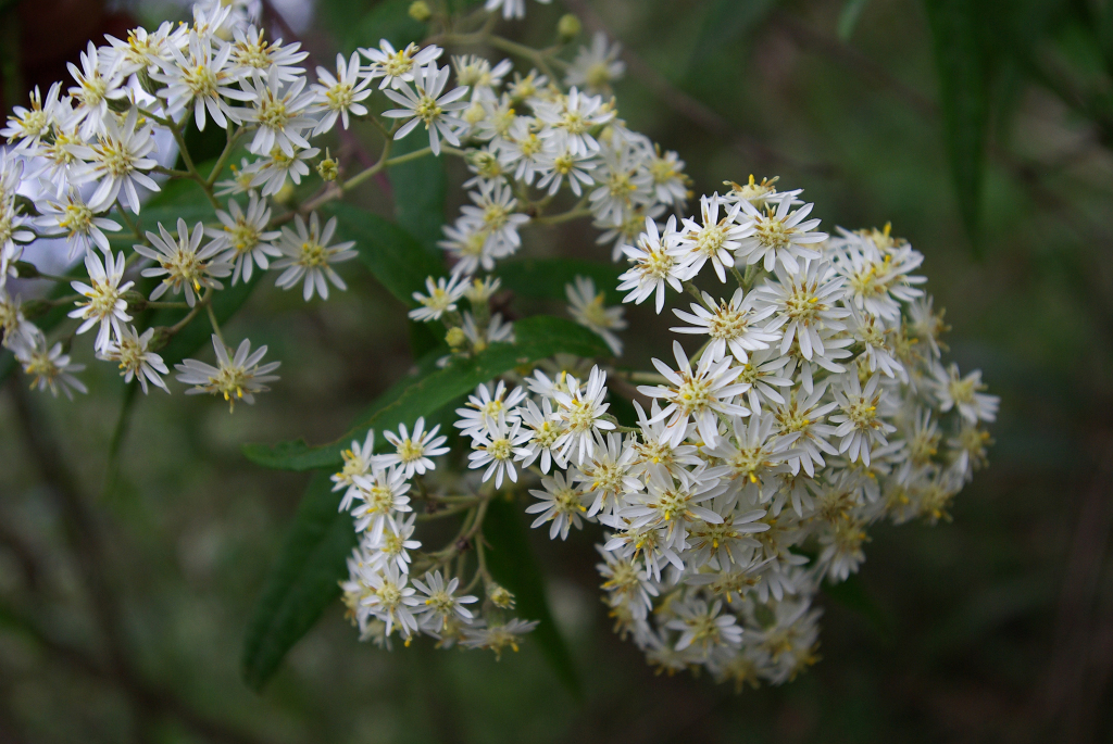 Olearia lirata (hero image)