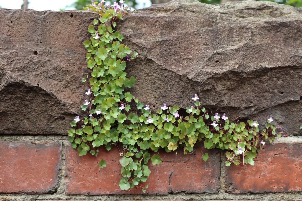 Cymbalaria muralis subsp. muralis (hero image)