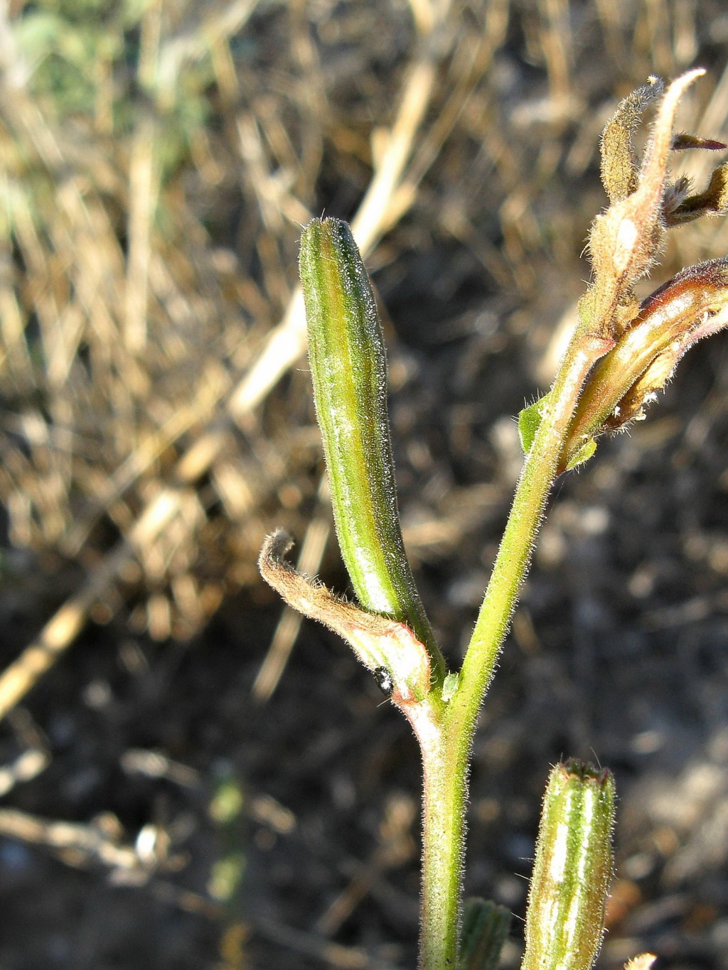 Oenothera stricta subsp. stricta (hero image)