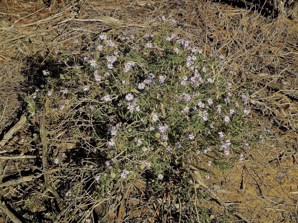 Olearia picridifolia (hero image)