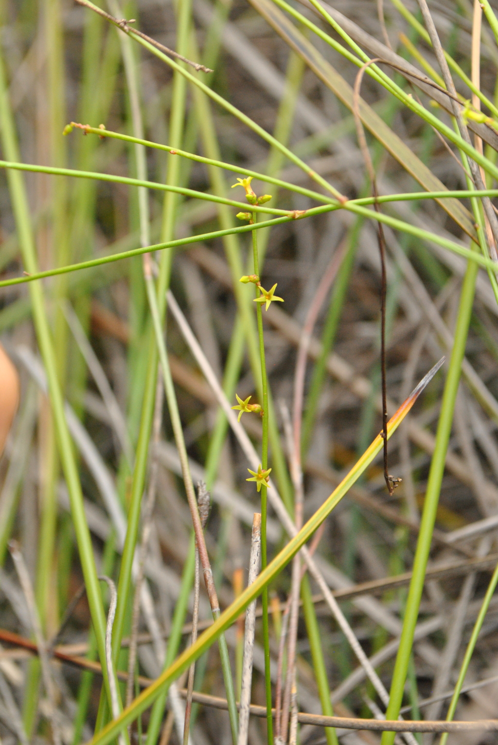 Stackhousia nuda (hero image)