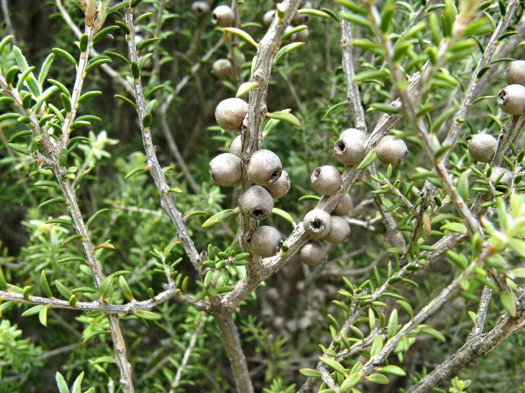 Melaleuca lanceolata (hero image)