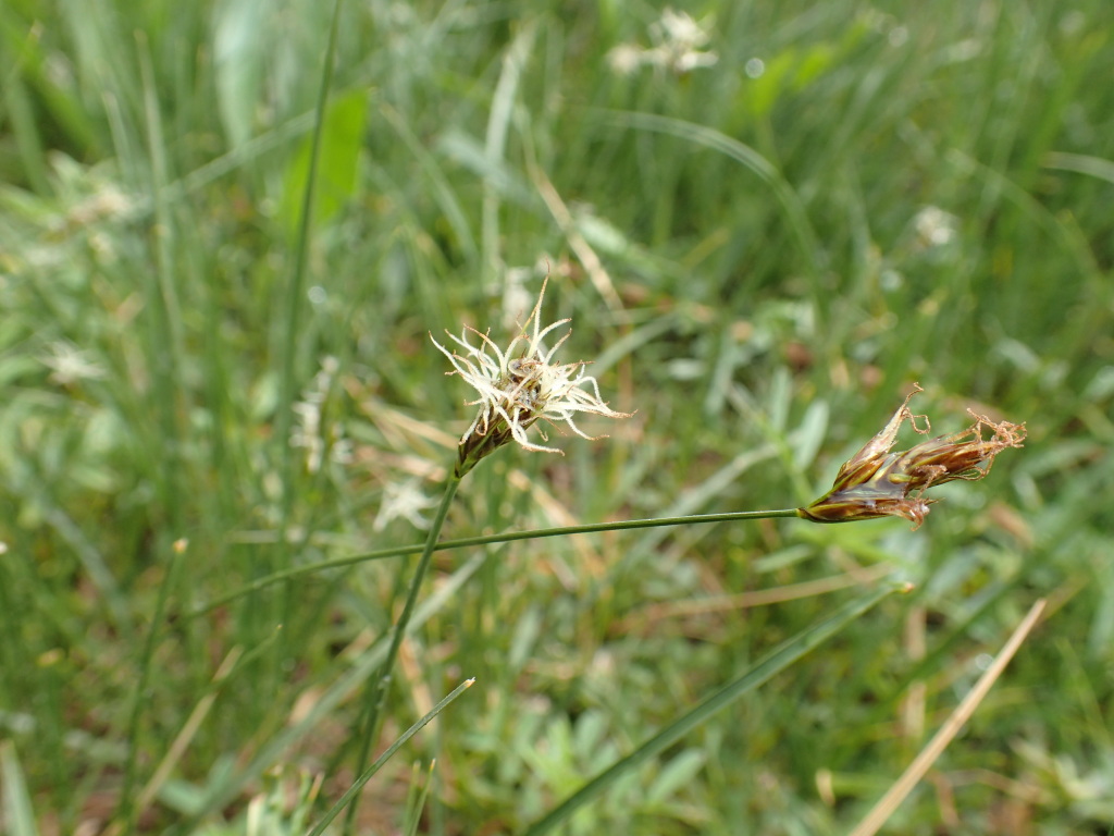 Carex chlorantha (hero image)