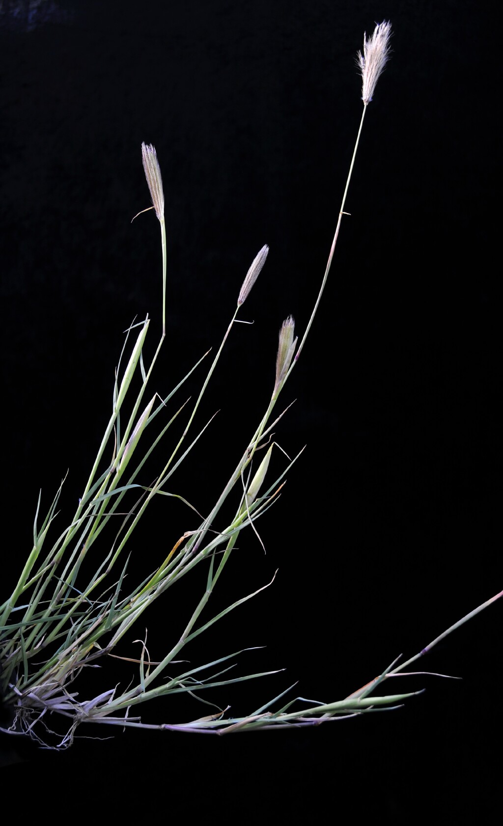 Chloris virgata (hero image)
