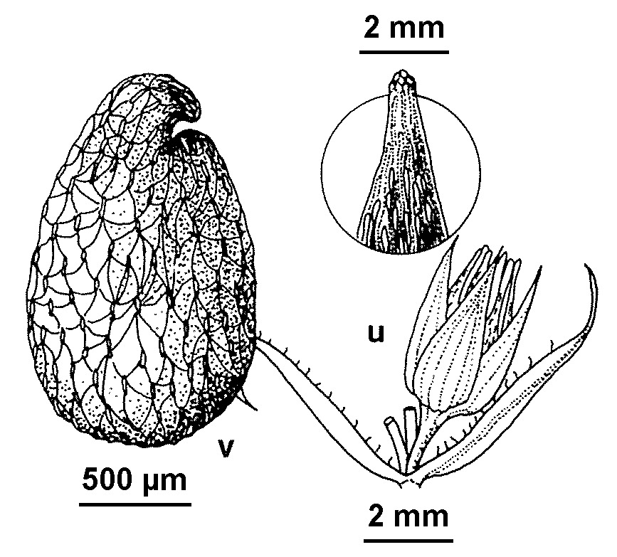 Stellaria papillata (hero image)