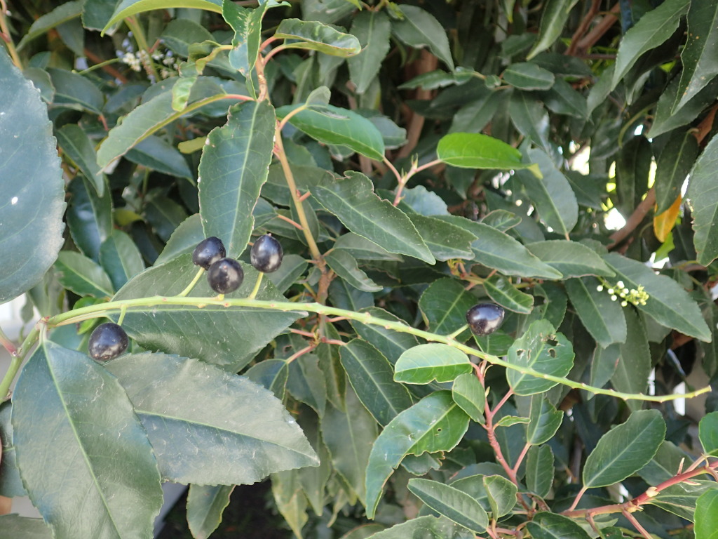 Prunus lusitanica (hero image)