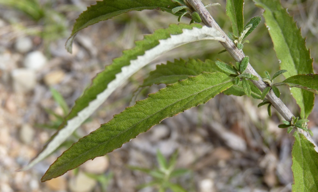 Olearia phlogopappa subsp. continentalis (hero image)