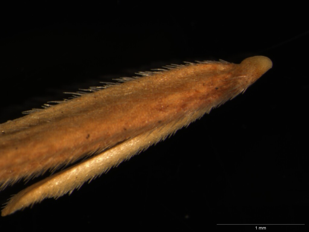 Bromus tectorum (hero image)